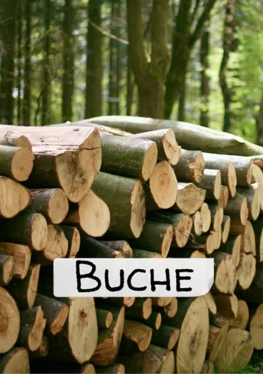 Stammholz – Buche – halbe LKW-Ladung