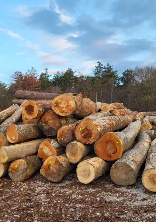 Stammholz – Buche  20 RM